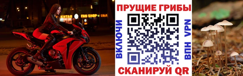 закладки  Новокубанск  Галлюциногенные грибы GOLDEN TEACHER 