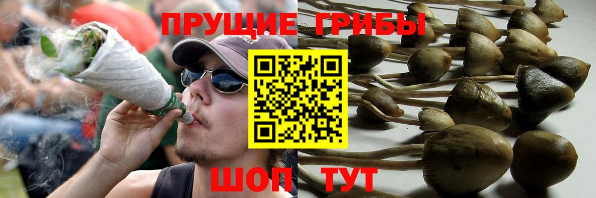 Псилоцибиновые грибы Psilocybe Новокубанск